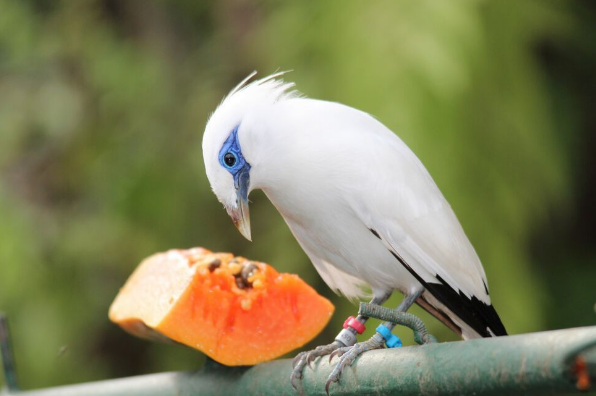 5700 Koleksi Gambar Burung Jalak Bali Dan Ciri Cirinya Terbaik