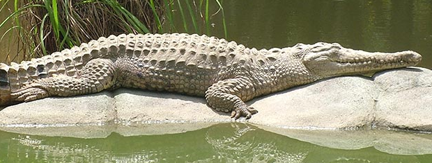 The Descriptive Of The Crocodile and The Freshwater Crocodile, Full Description (The Species, The Habit, The Breeding, The Existence and The Food) and Full Questions Test.