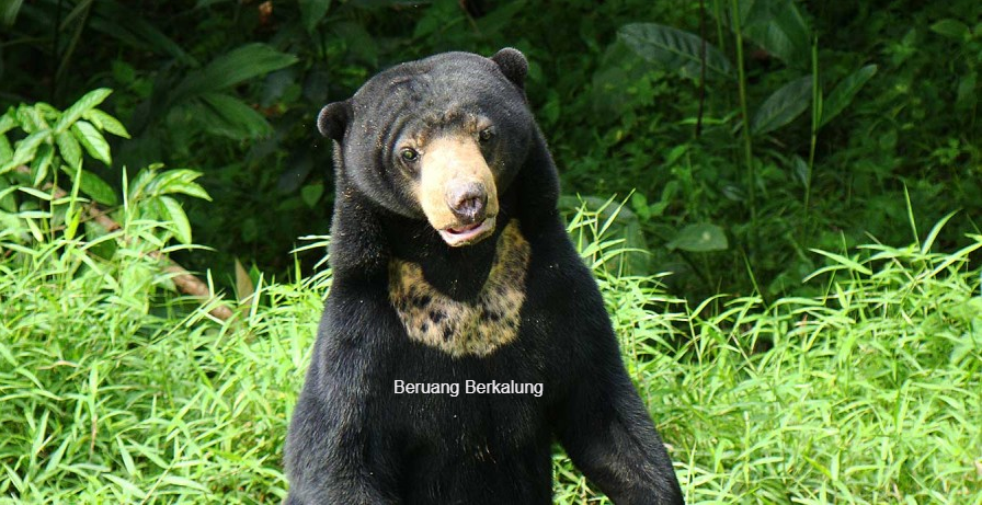 Teks Deskriptif Tentang Beruang Full Deskripsi Tentang Beruang Habitat Beruang Kehidupan Beruang Makanan Beruang Cara Berkembangbiak Beruang Jenis Jenis Beruang Beruang Ciri Ciri Beruang Keb