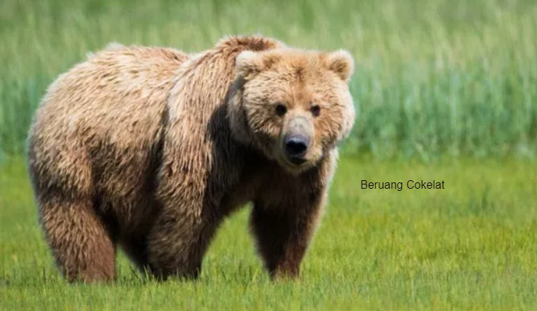 Teks Deskriptif Tentang Beruang Full Deskripsi Tentang Beruang Habitat Beruang Kehidupan Beruang Makanan Beruang Cara Berkembangbiak Beruang Jenis Jenis Beruang Beruang Ciri Ciri Beruang Keb