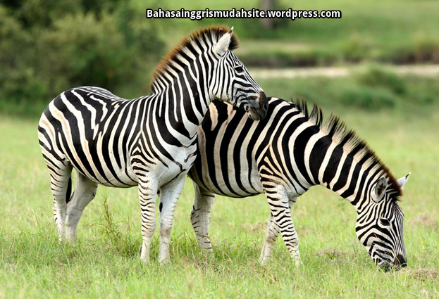 Teks Deskriptif Zebra  Full Descripsi Zebra  Makanan Zebra  
