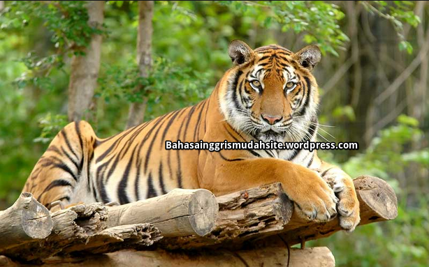 Teks Deskriptif Harimau Panthera  tigris Full Deskripsi 