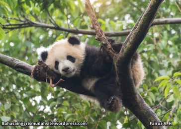 Contoh Descriptive Text Tentang Hewan Panda Dalam Bahasa Inggris Temukan Contoh