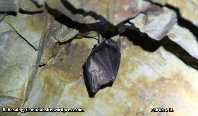The Descriptive Text Of Bat Full Description Of Bat Food Of Bat Life Of Bat Pictures Of Bat Features Of Bat Habitat Bat Breed Of Bat Bahasa Inggris Mudah
