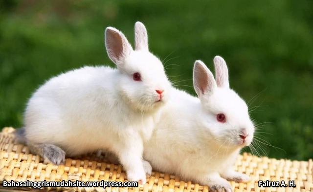 The Descriptive Text Of Rabbit Full Description Of Rabbit Rabbit Habitat Of Rabbit Breed Of Rabbit Life Of Rabbit Features Of Rabbit Pictures Of Rabbit Bahasa Inggris Mudah