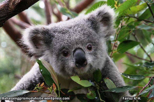 Ciri ciri Koala  Bahasa Inggris Mudah